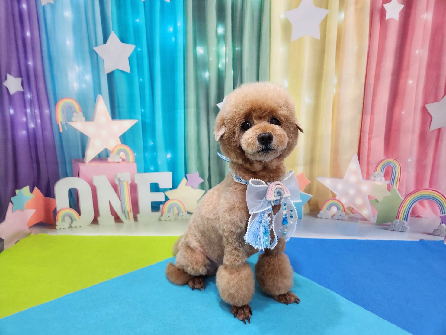 茨城県取手市のトリミングサロン トリミングサロン フランシーヌ・パリ【Francine Paris】の4枚目