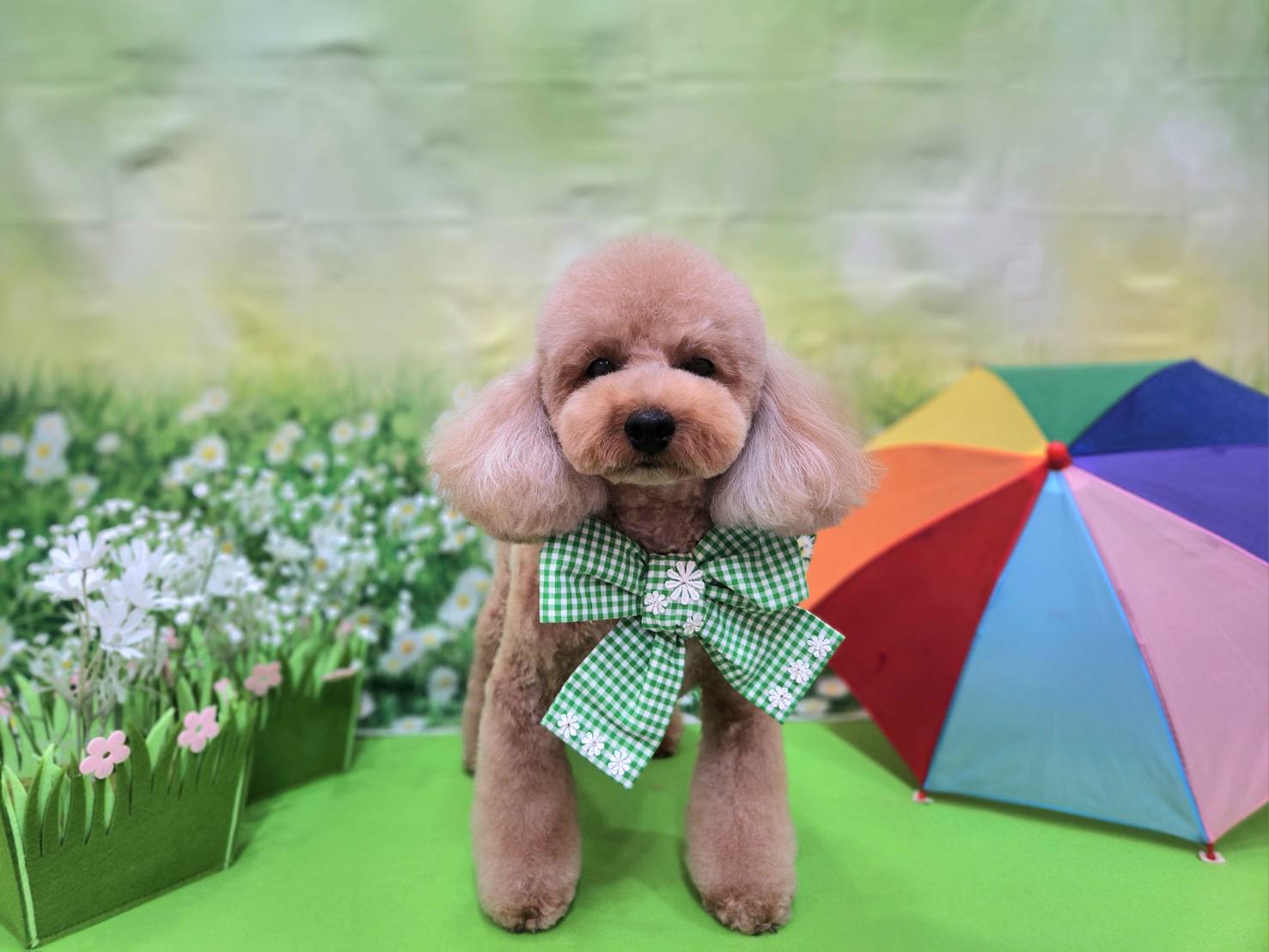 茨城県取手市のトリミングサロン トリミングサロン フランシーヌ・パリ【Francine Paris】の5枚目
