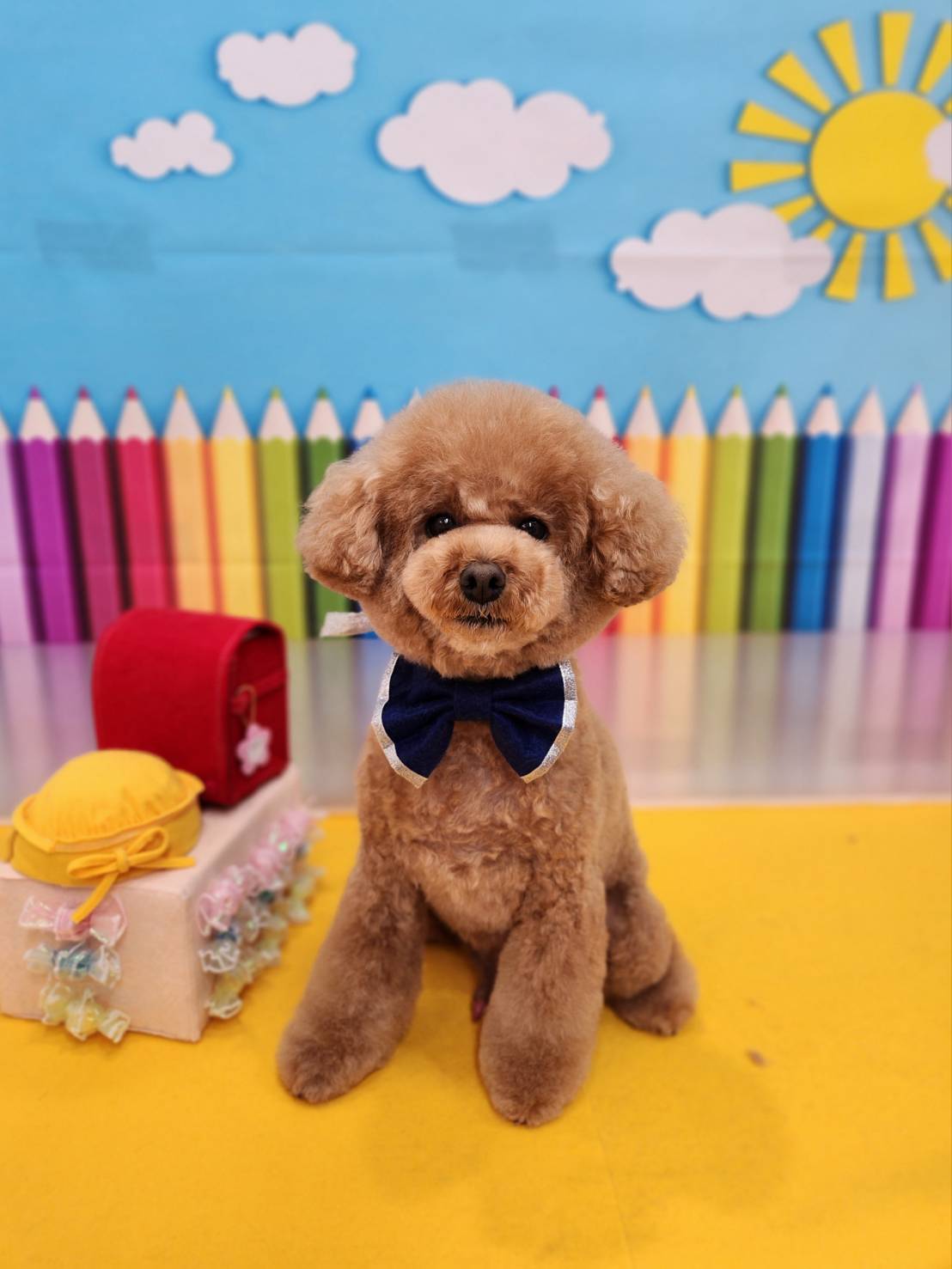 茨城県取手市のトリミングサロン トリミングサロン フランシーヌ・パリ【Francine Paris】の8枚目