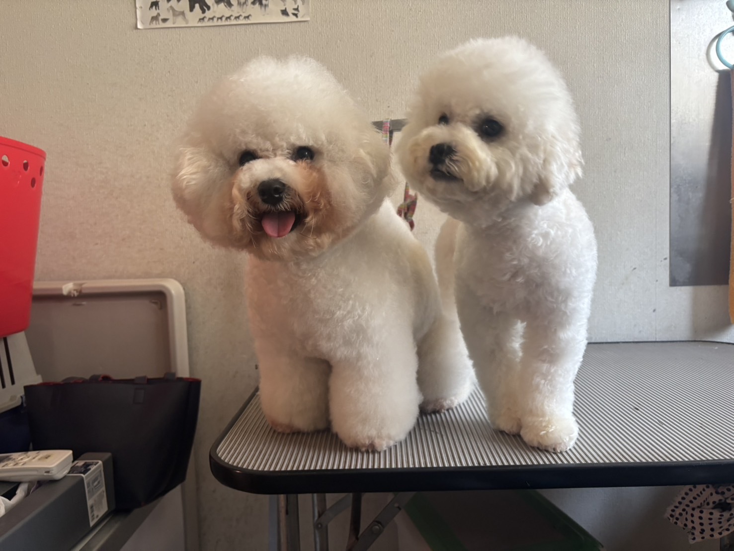 埼玉県狭山市のトリミングサロン ペットサロン Aliceの3枚目