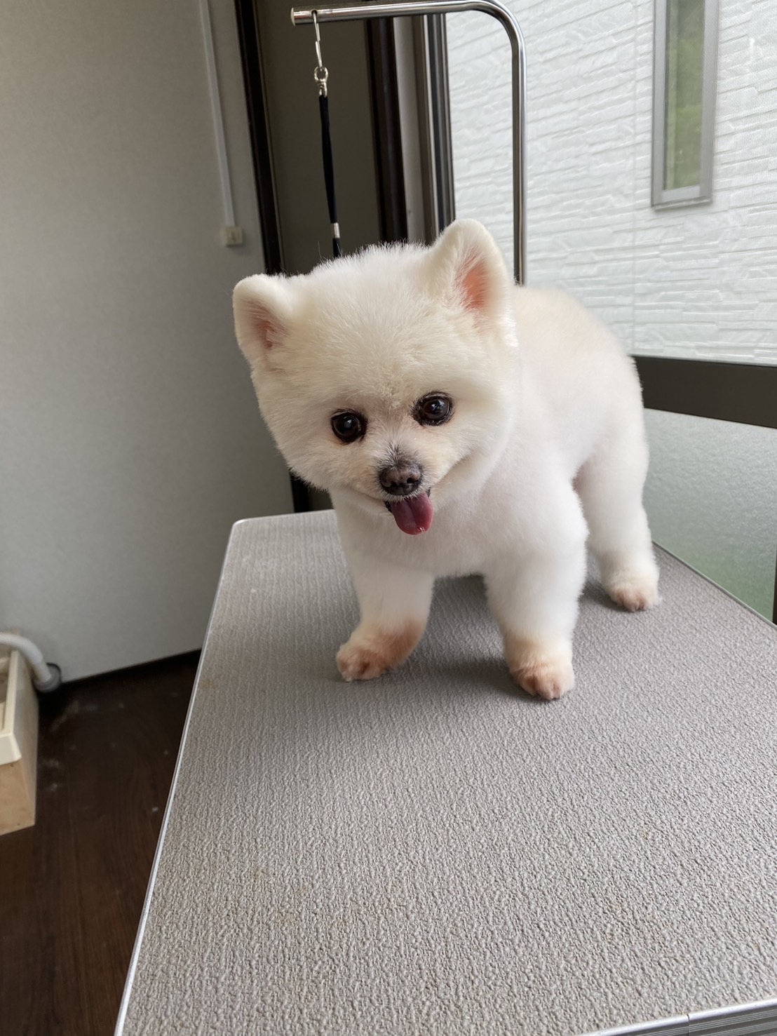 完全予約制、大型犬まで対応可能です。