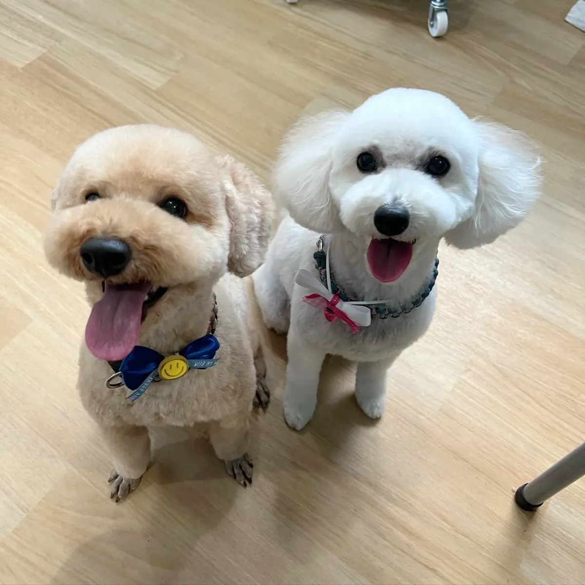 埼玉県川口市のトリミングサロン TRIMMING SALON SHANGRI-LAの3枚目