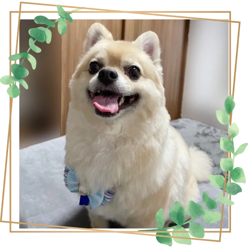 埼玉県川口市のトリミングサロン TRIMMING SALON SHANGRI-LAのサムネイル2枚目
