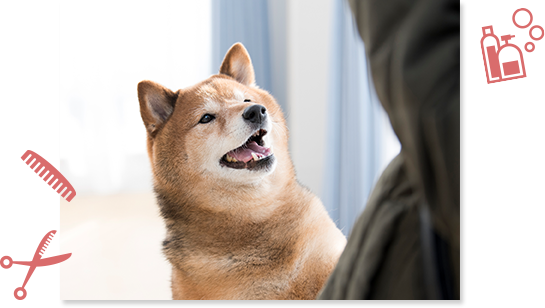大阪府八尾市のトリミングサロン ペットサロンＨａｐｐｙＴａｉｌのサムネイル2枚目