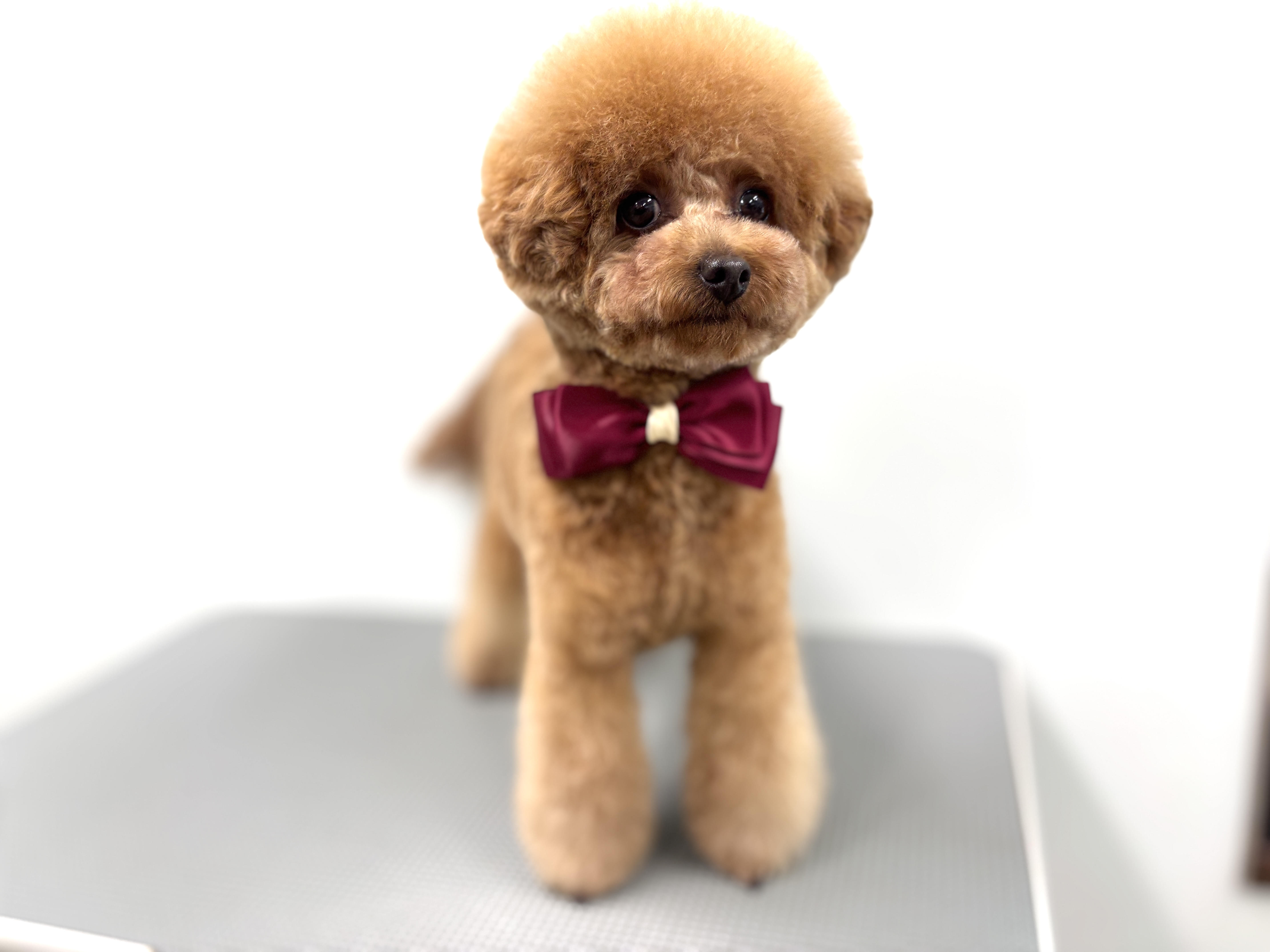 静岡県御前崎市のトリミングサロン Dog Salon LINKのサムネイル2枚目