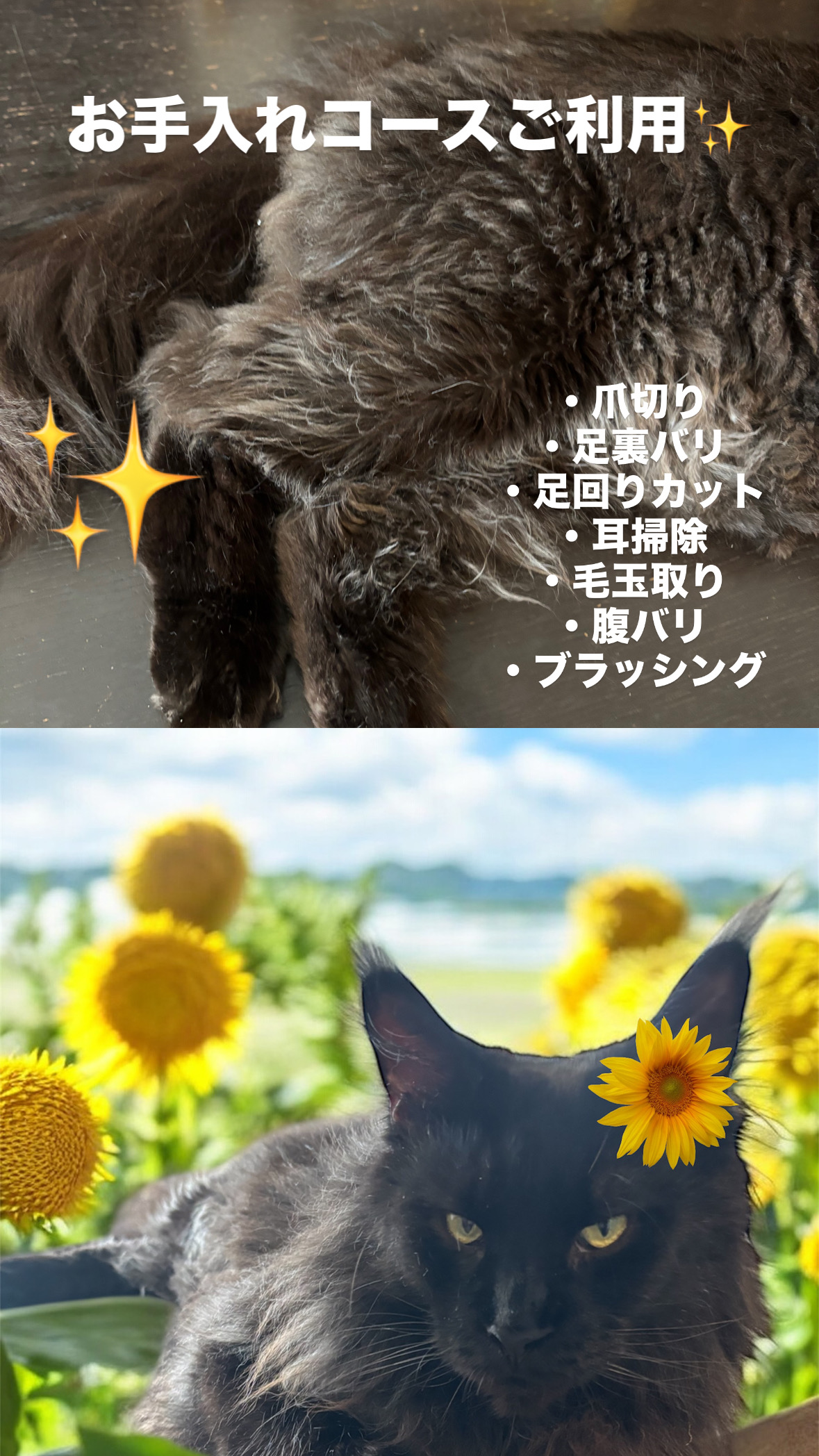 茨城県結城市のトリミングサロン 訪問型出張トリミングYuiPetのサムネイル2枚目