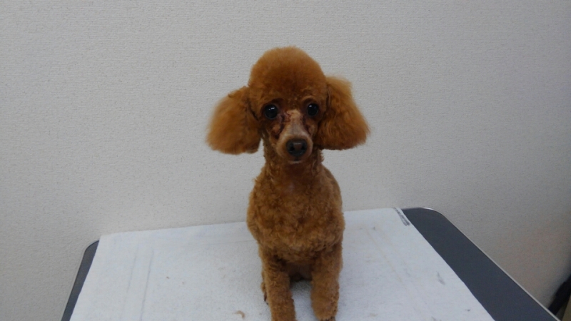 トリミングサロン 犬の美容室 ぼちゃのトリミングカット-2664の1枚目