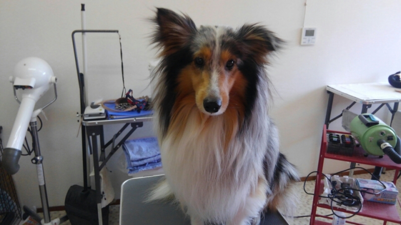トリミングサロン 犬の美容室 ぼちゃのトリミングカット-2657の1枚目
