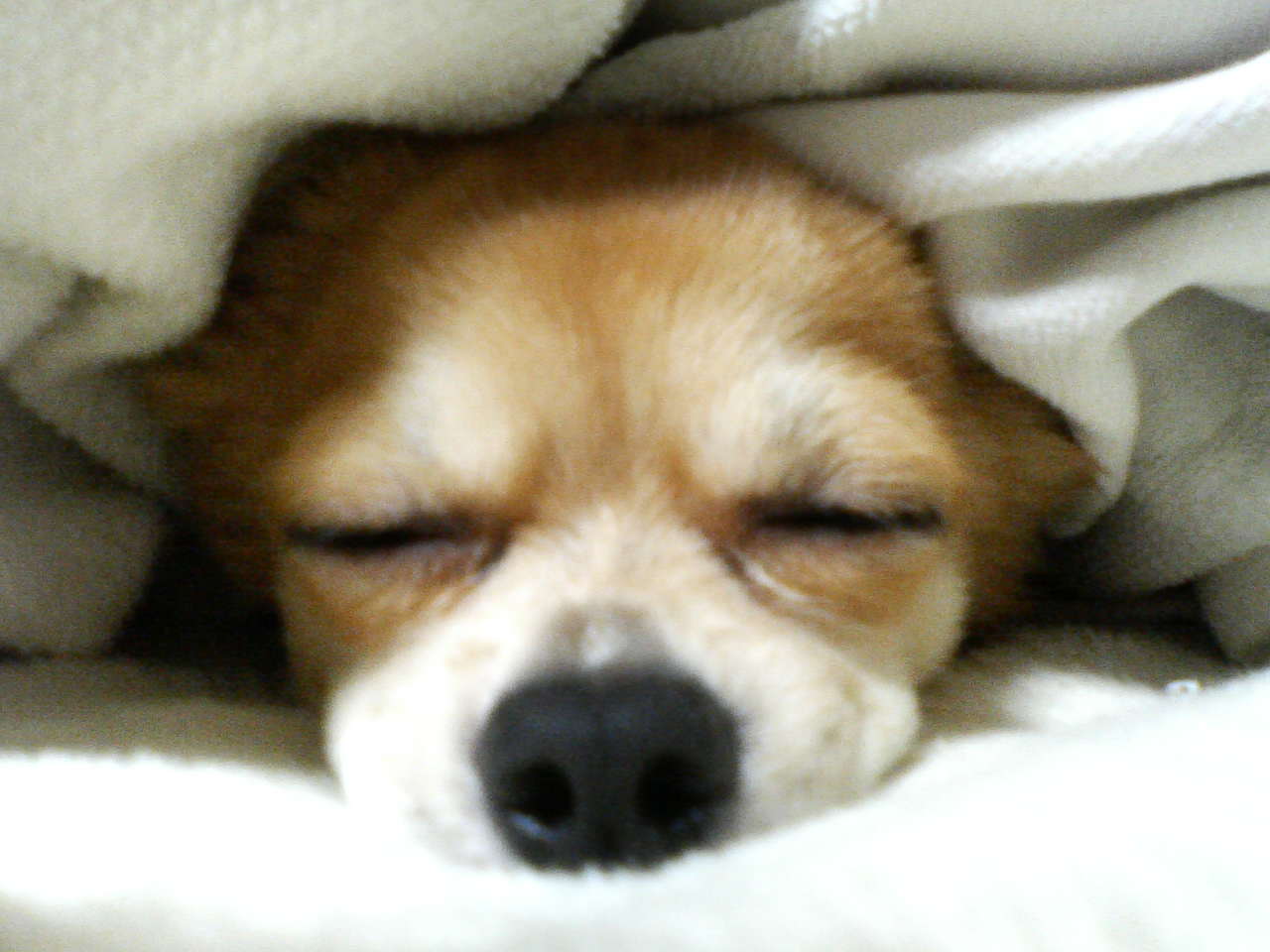 埼玉県さいたま市北区のトリミングサロン 犬の美容室 ぼちゃのサムネイル1枚目