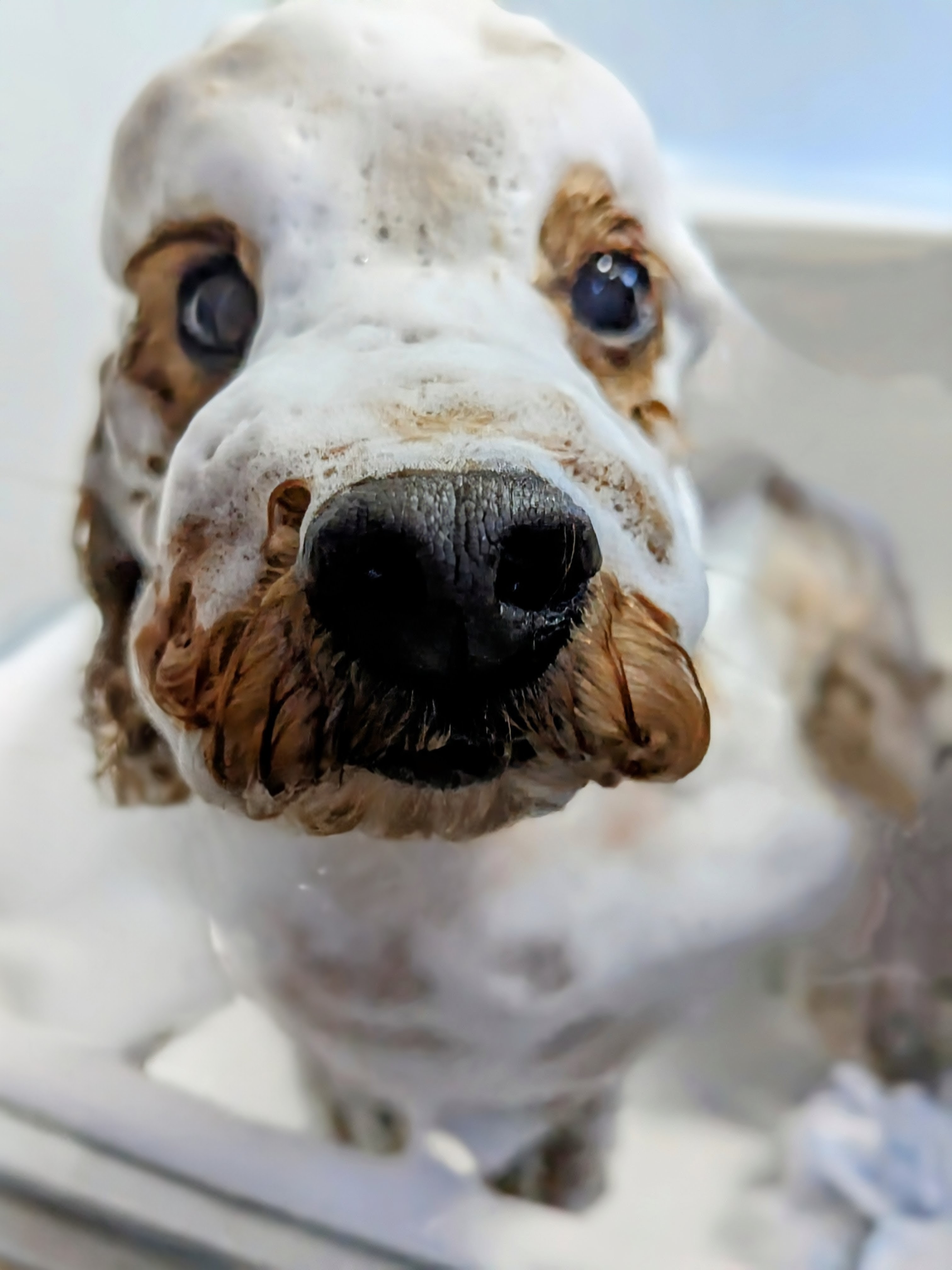 埼玉県さいたま市南区のトリミングサロン DogSalon Cocoruのサムネイル2枚目