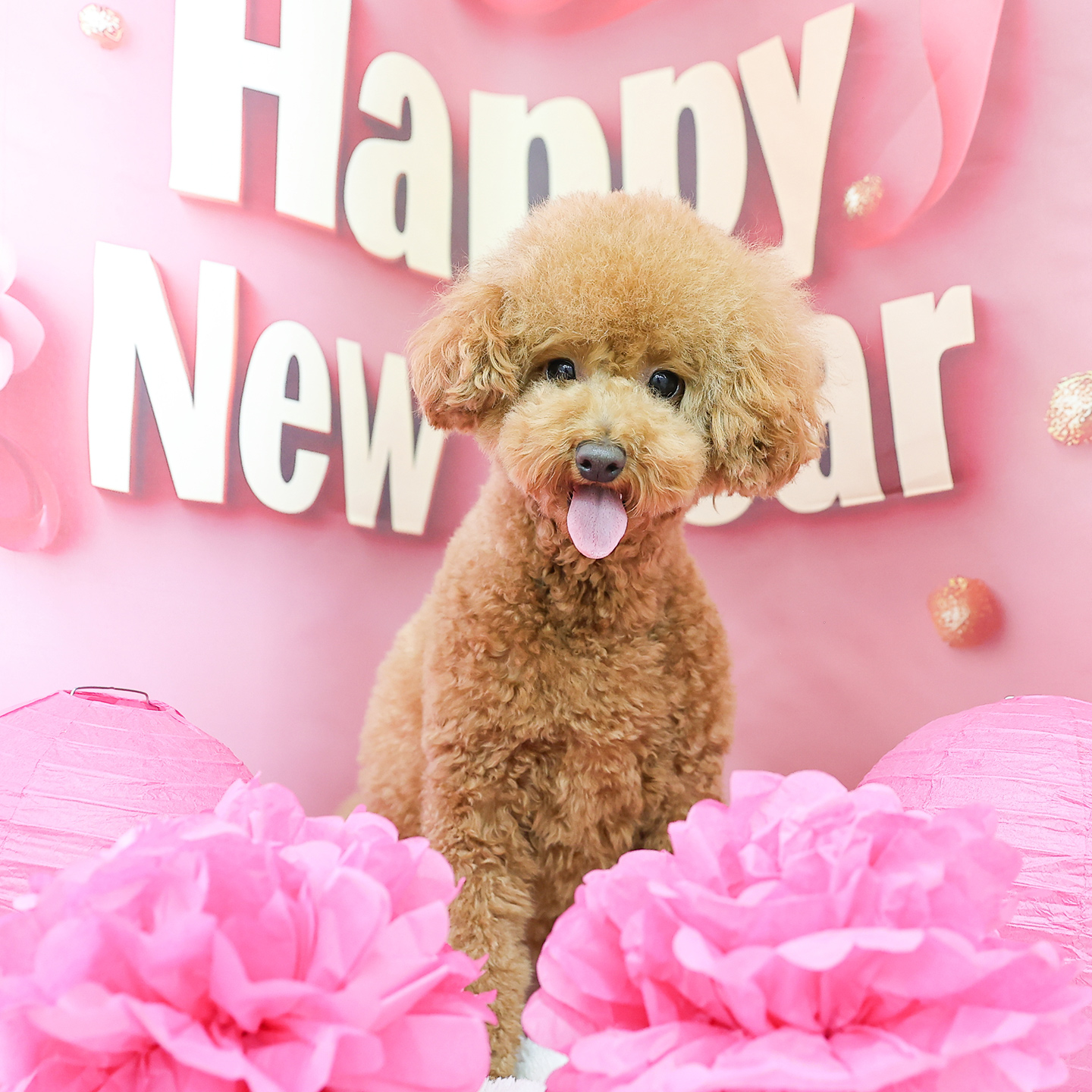 香川県丸亀市のトリミングサロン Dog Salon Chipieの3枚目