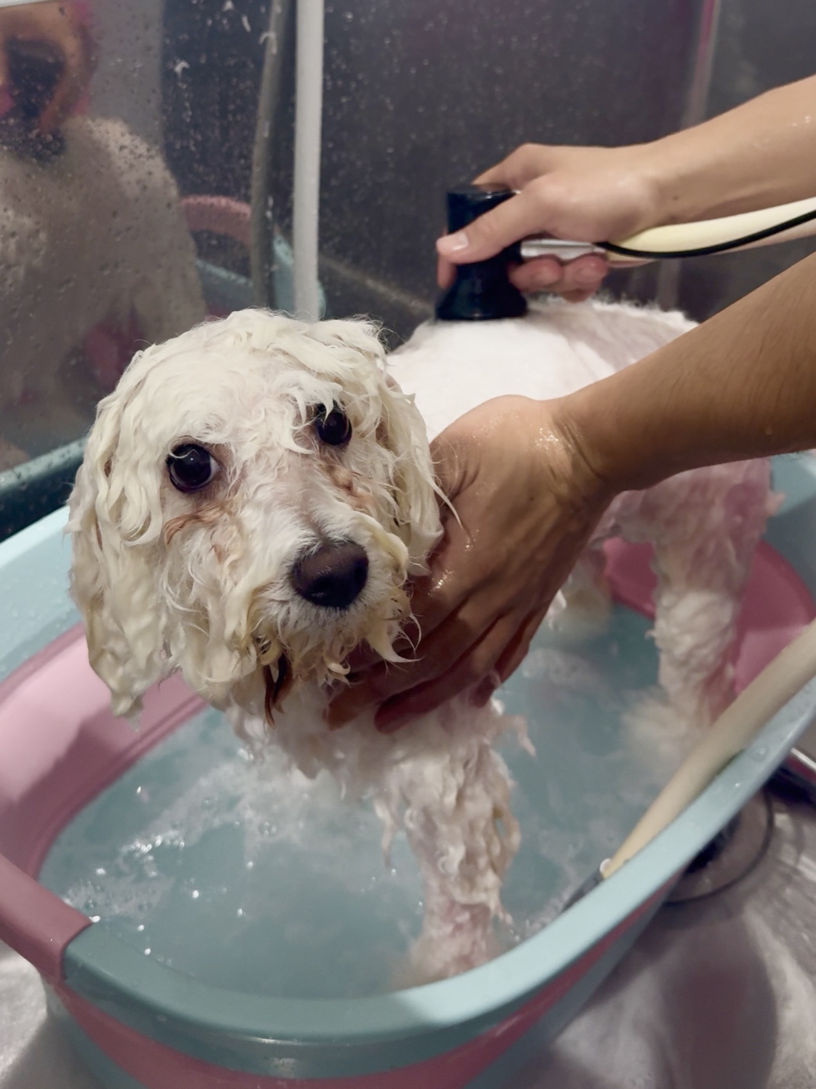 光マイクロバブルのFOAMY導入