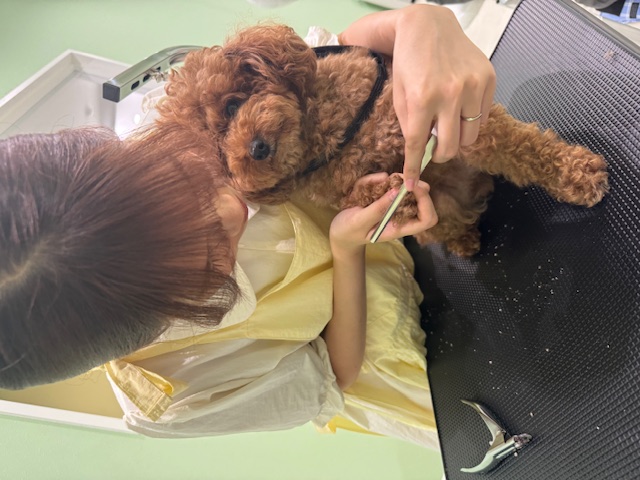 わんちゃんに寄り添ったトリミング