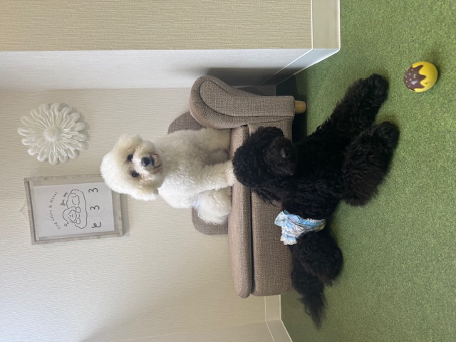 施設内のペットホテルお預け時に一緒にトリミングご予約頂けます。