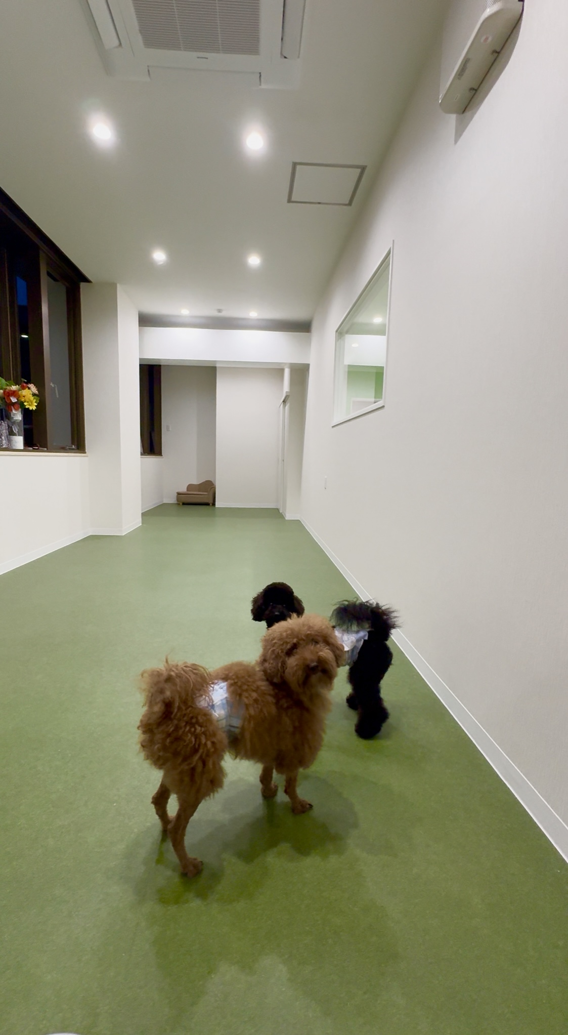 宮崎県宮崎市のトリミングサロン Dogsalon＆Hotelとろろの5枚目