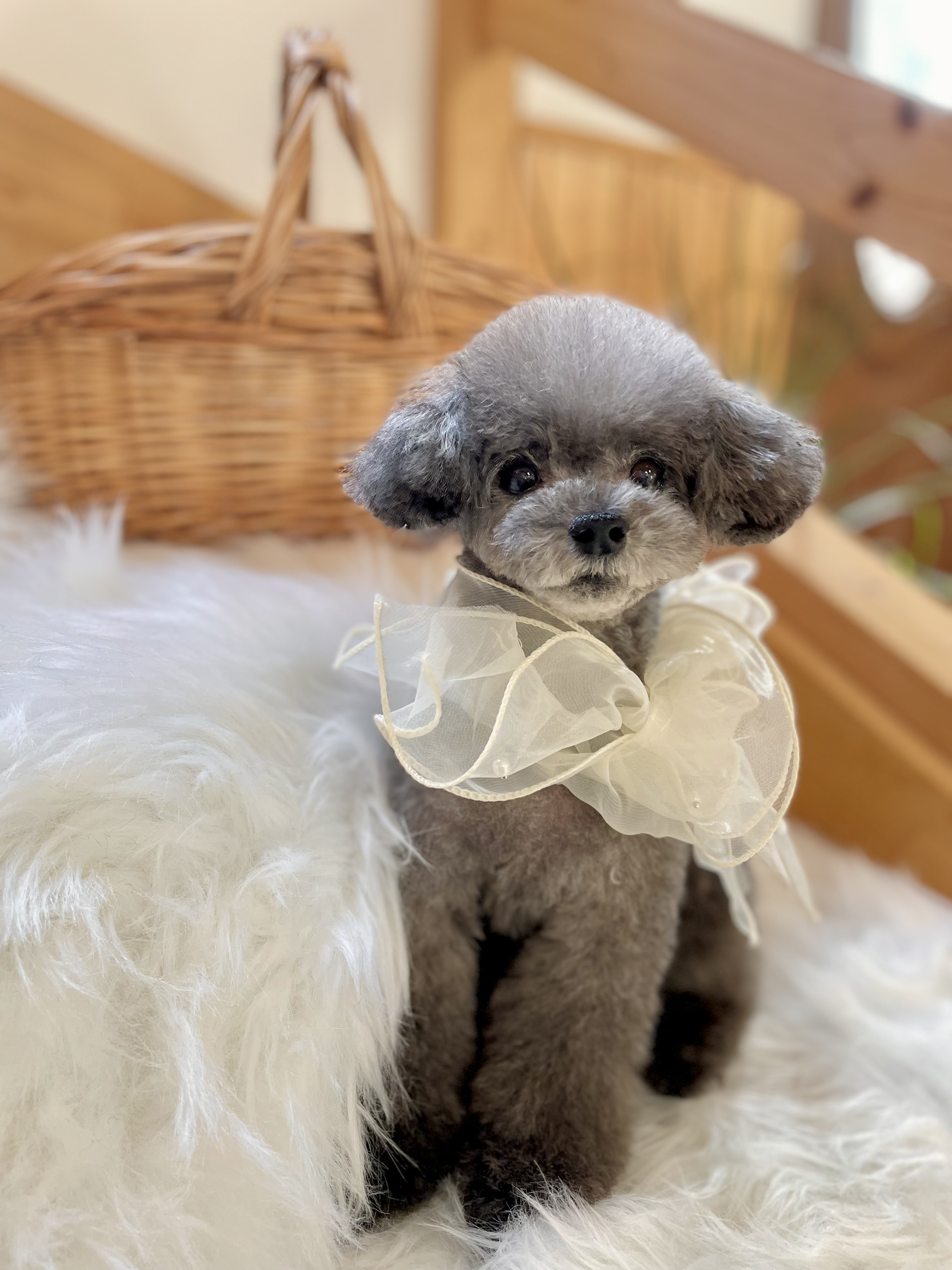 トリミングサロンUnmar のサムネイル