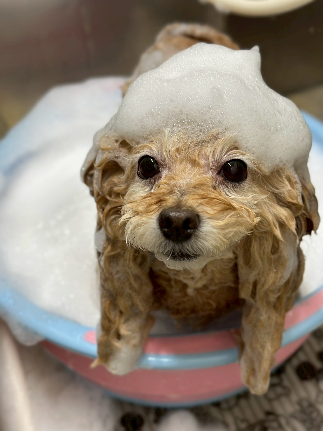 犬居猫座衛門 3