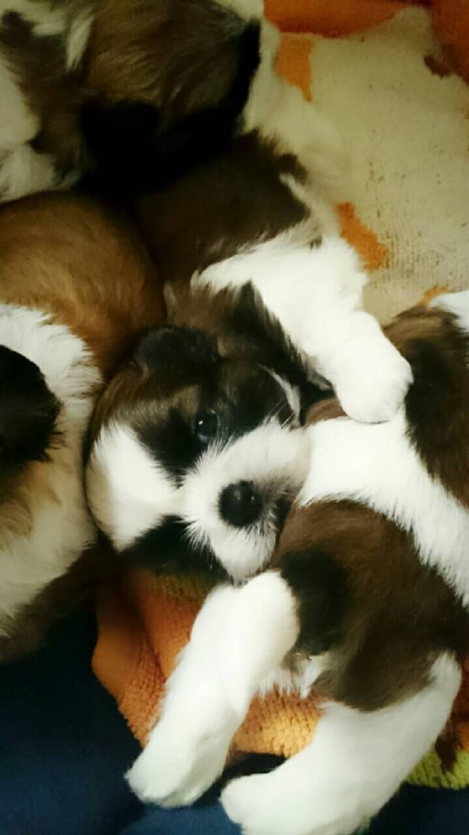 福岡県朝倉市のトリミングサロン いぬのとこやさんBARONのサムネイル2枚目