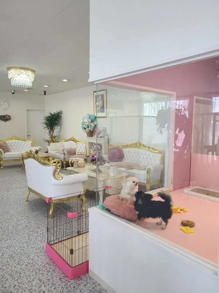 salon de pretty monroe 3