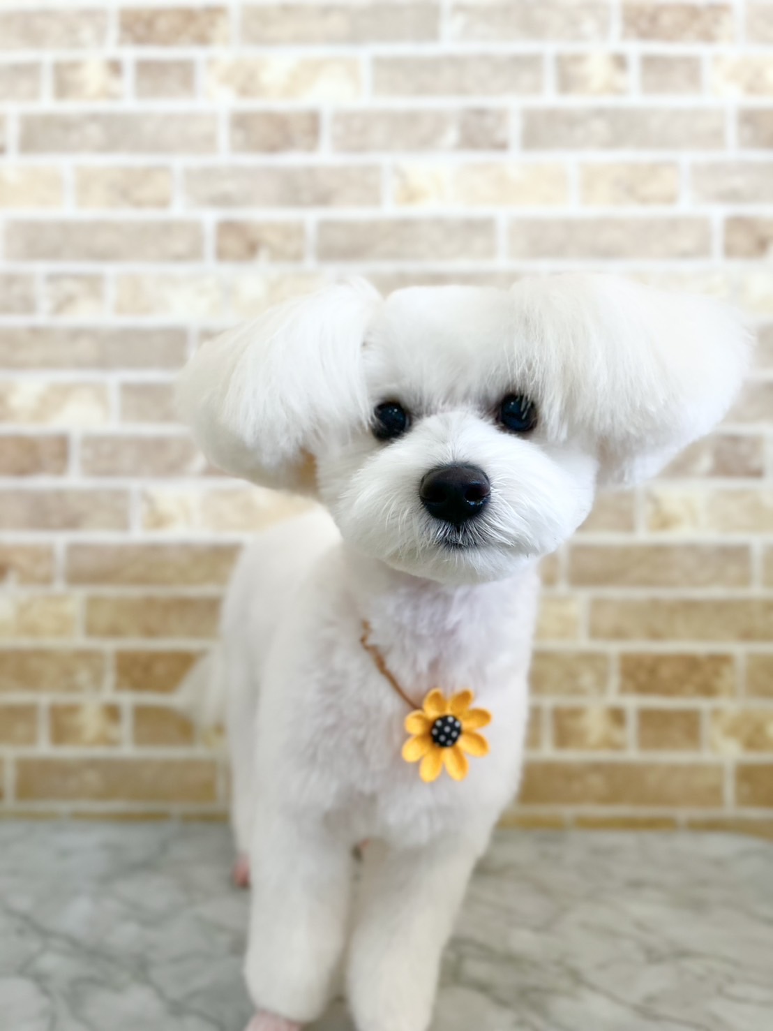 Dog Salon ぽ･む 3