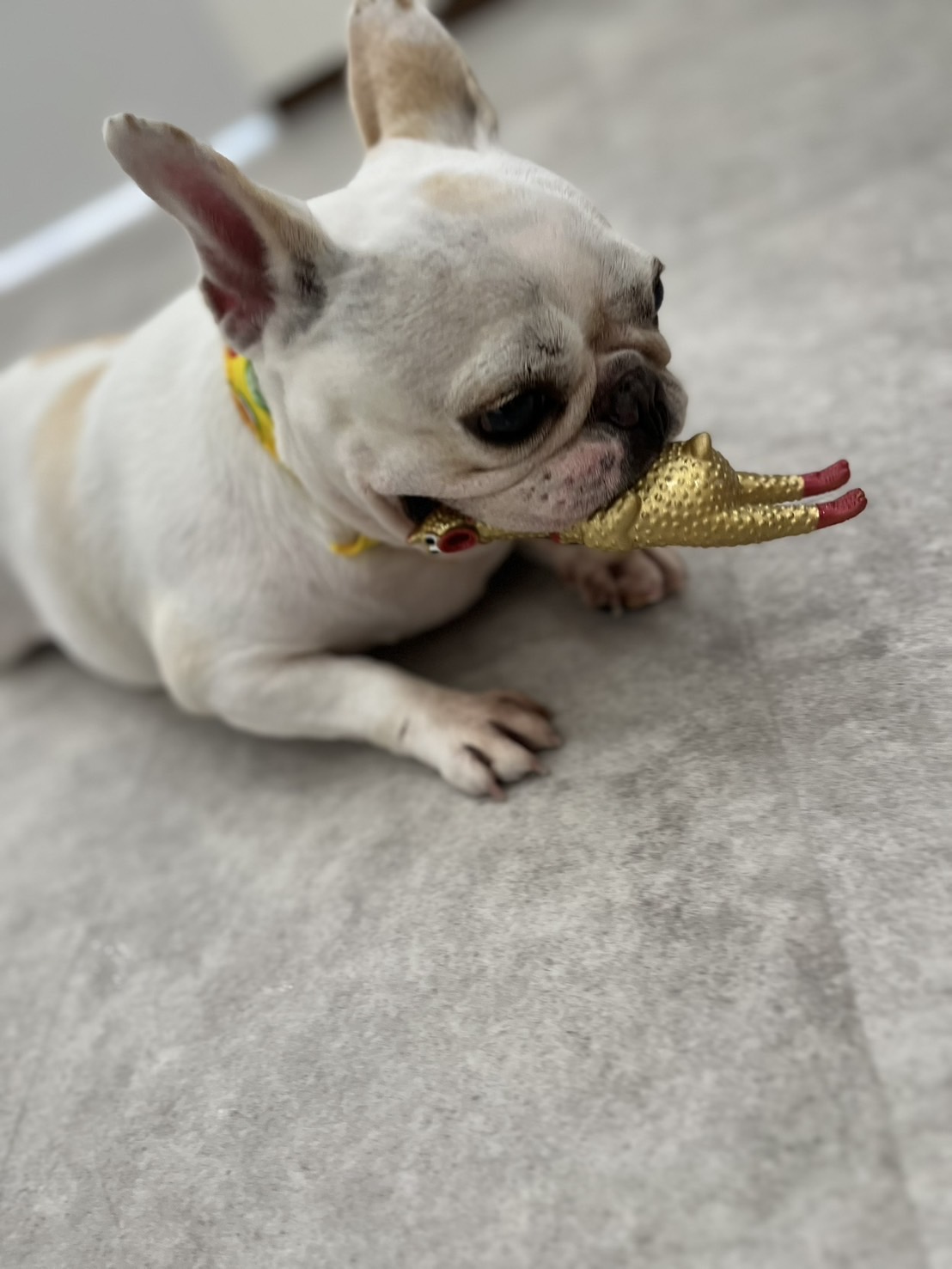 Dog Salon ぽ･む 4