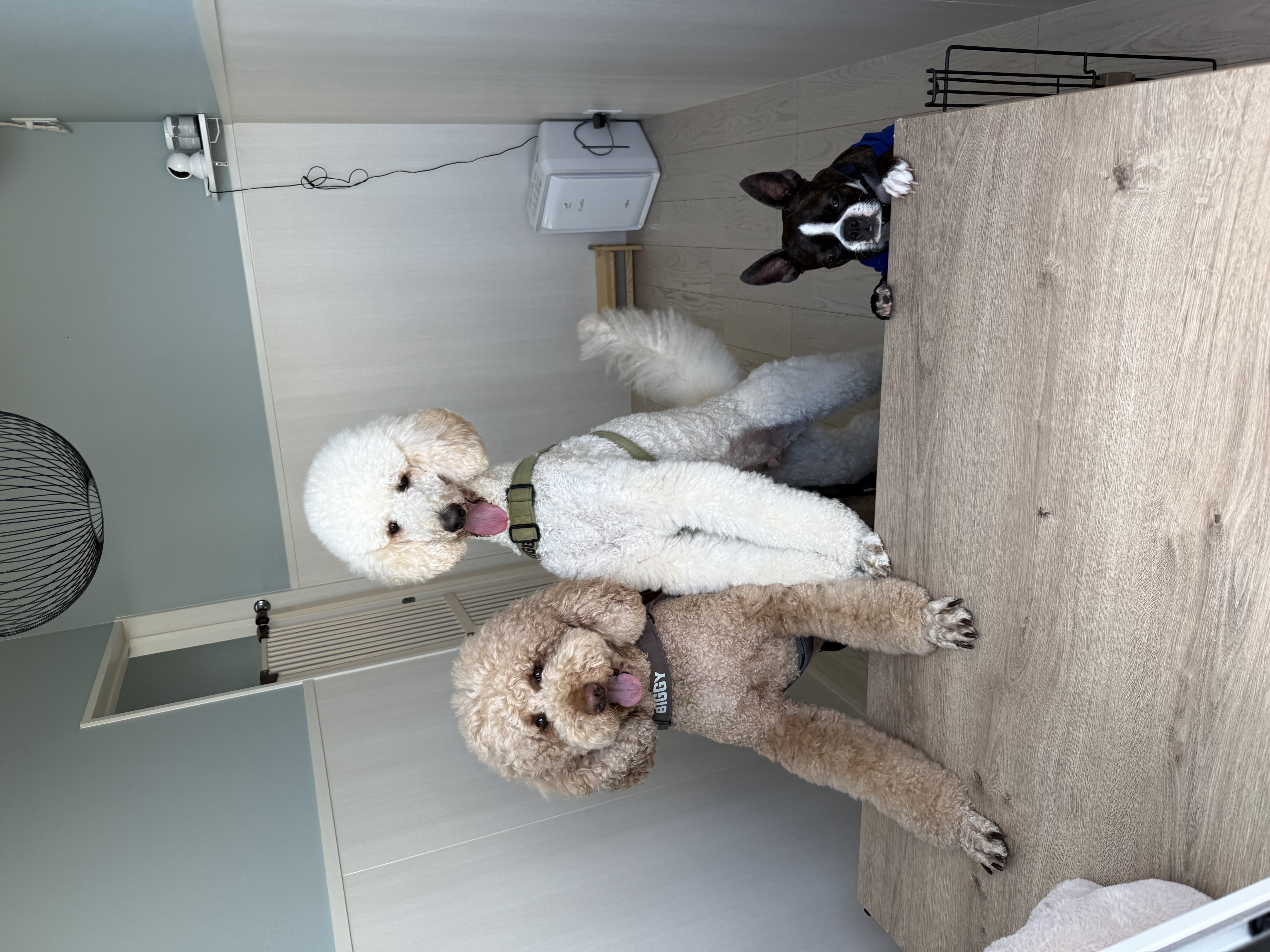Dog care house 1. 3