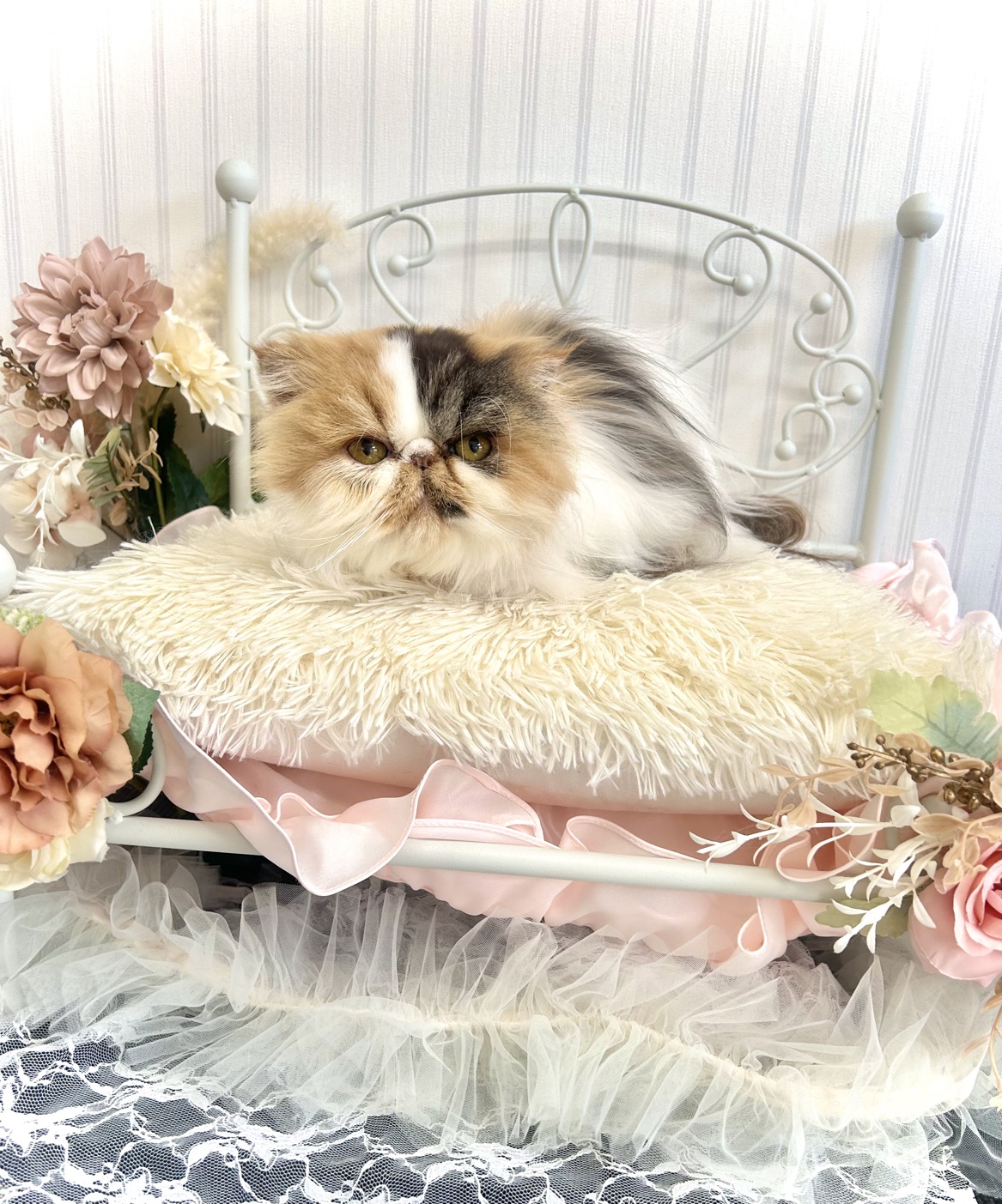 トリミングカット 猫専門トリミングfunnyCat.Salonの1枚目