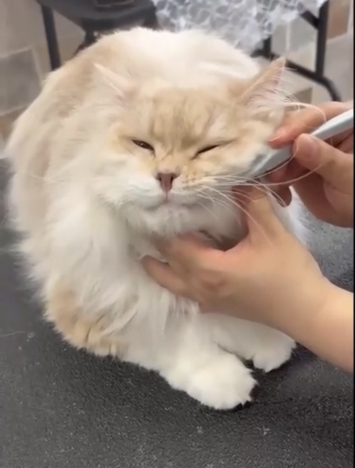 トリミングカット 猫専門トリミングfunnyCat.Salonの3枚目