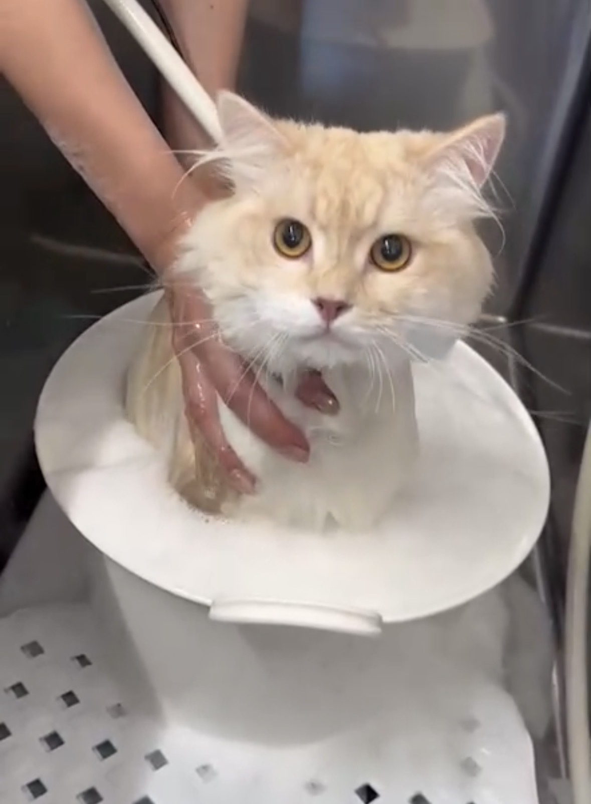 トリミングカット 猫専門トリミングfunnyCat.Salonの2枚目