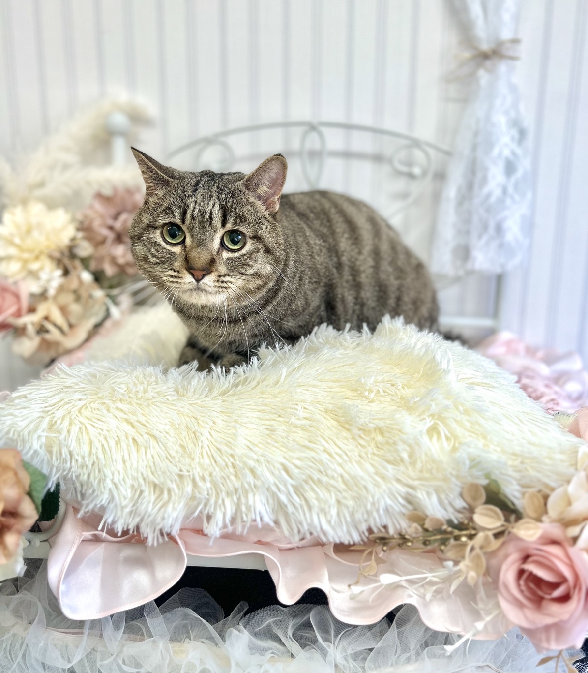 トリミングカット 猫専門トリミングfunnyCat.Salonの1枚目