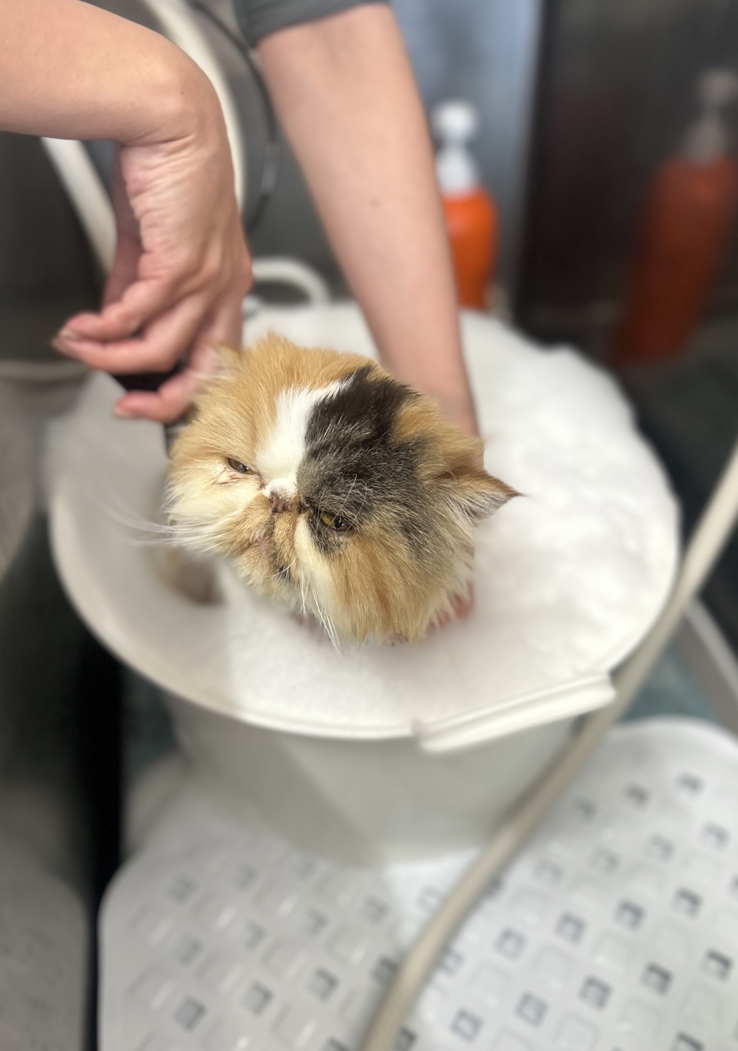 トリミングカット 猫専門トリミングfunnyCat.Salonの2枚目