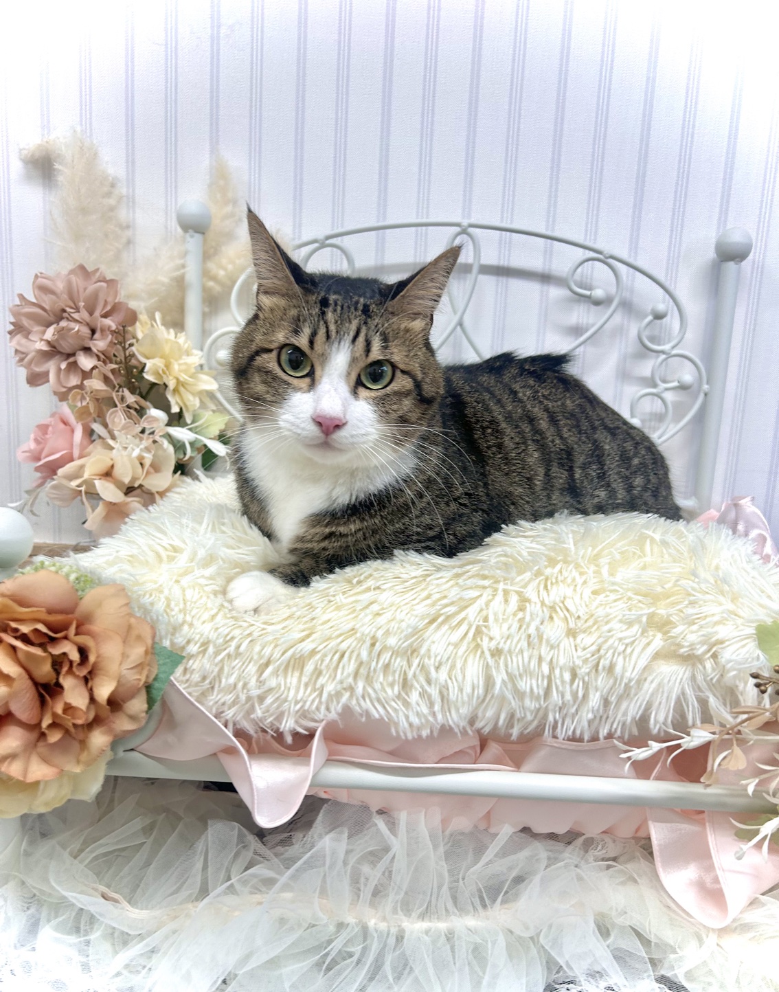 トリミングカット 猫専門トリミングfunnyCat.Salonの1枚目