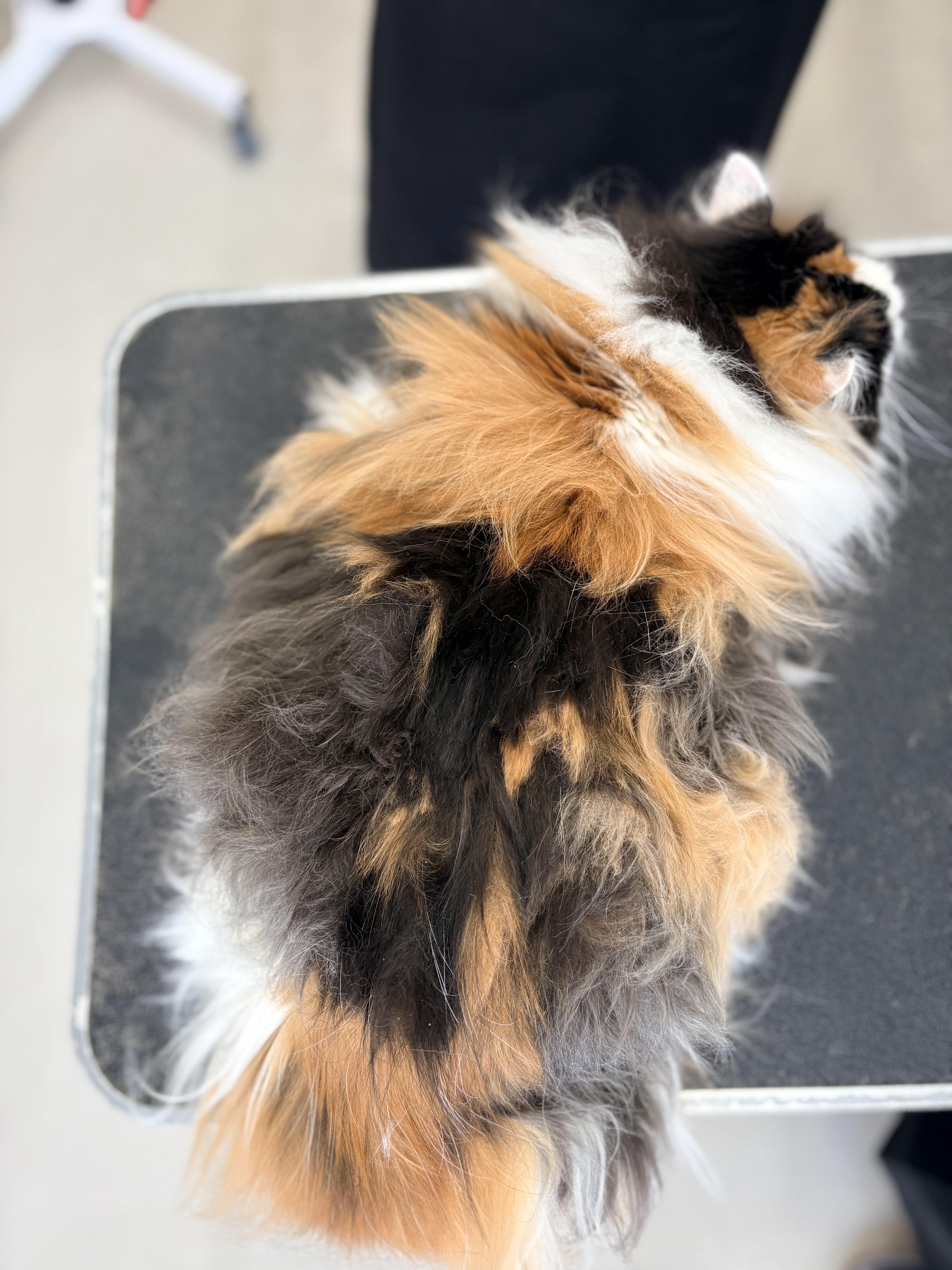 トリミングカット 猫専門トリミングfunnyCat.Salonの1枚目