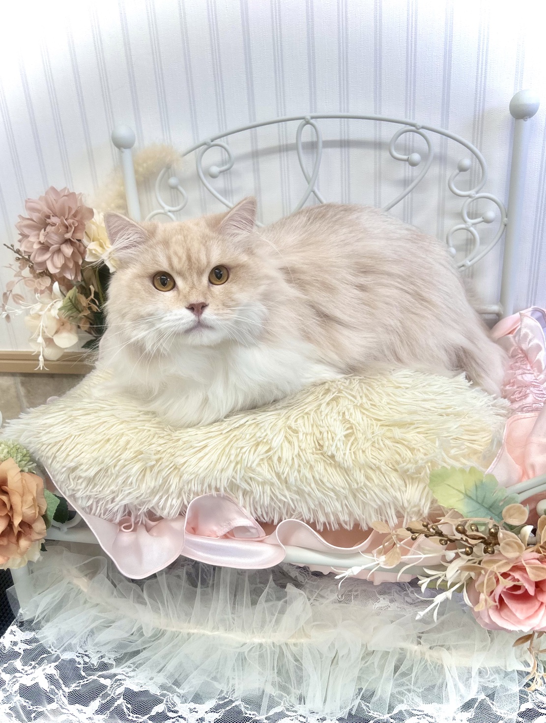 トリミングカット 猫専門トリミングfunnyCat.Salonの1枚目
