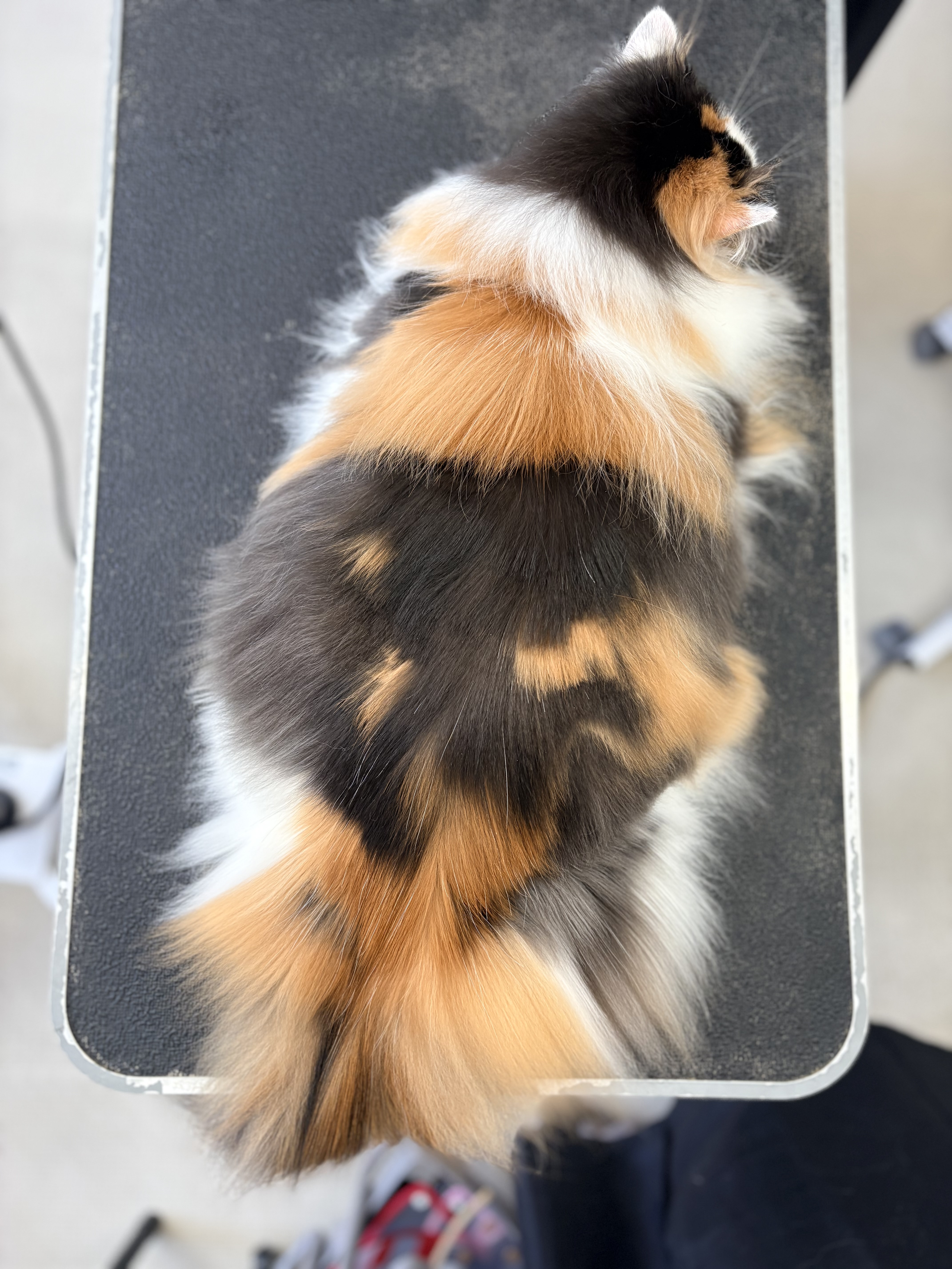 トリミングカット 猫専門トリミングfunnyCat.Salonの2枚目
