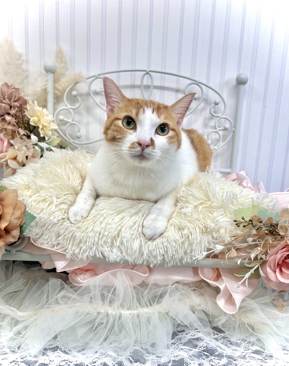 トリミングカット 猫専門トリミングfunnyCat.Salonの1枚目