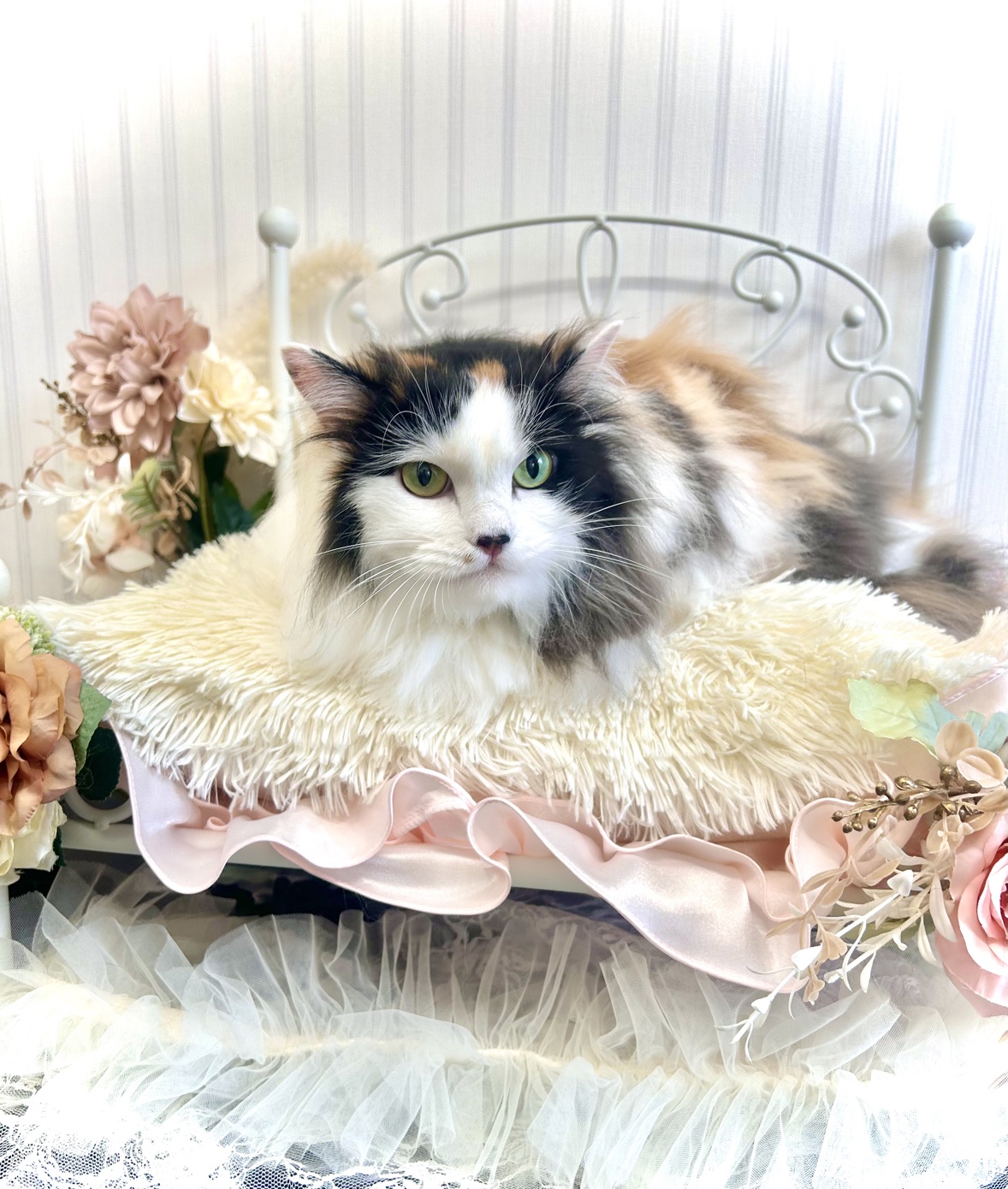 トリミングカット 猫専門トリミングfunnyCat.Salonの3枚目