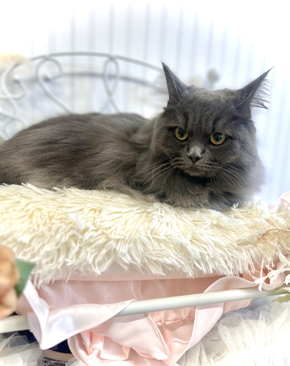 トリミングカット 猫専門トリミングfunnyCat.Salonの1枚目
