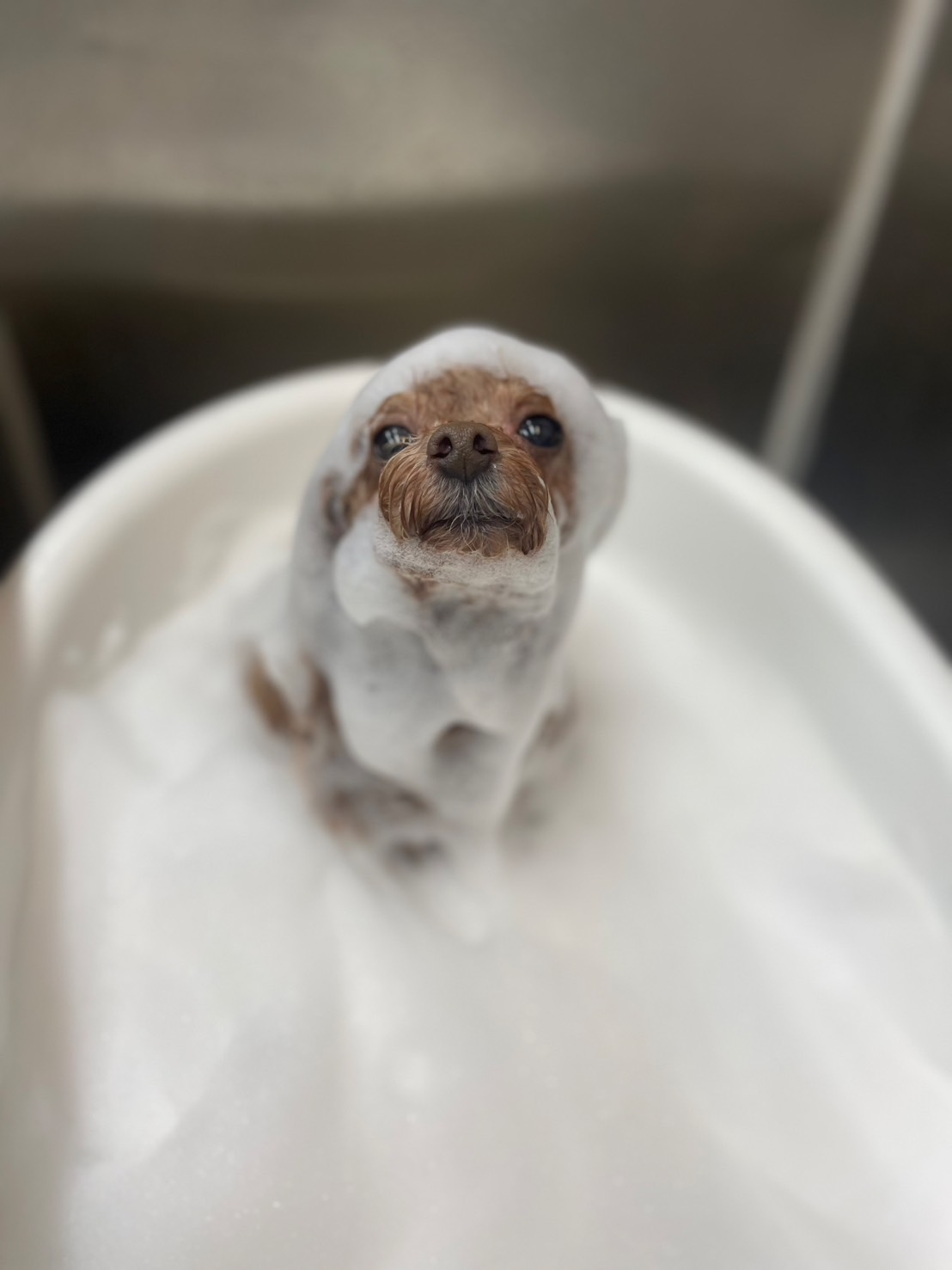 福岡県宮若市のトリミングサロン HANAMOMO HOUSEのサムネイル2枚目