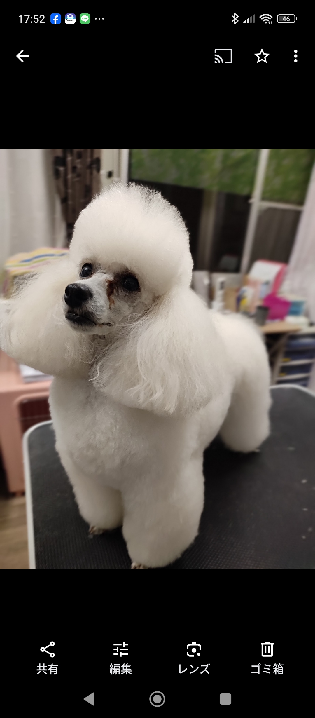 ドッグトレーニング ミヤコシ 3