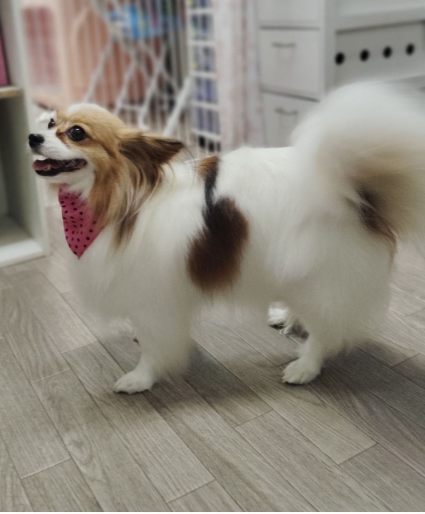 ドッグトレーニング ミヤコシ 4