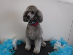 トイプードルのトリミングカット Sweet dog salon CanCanの1枚目