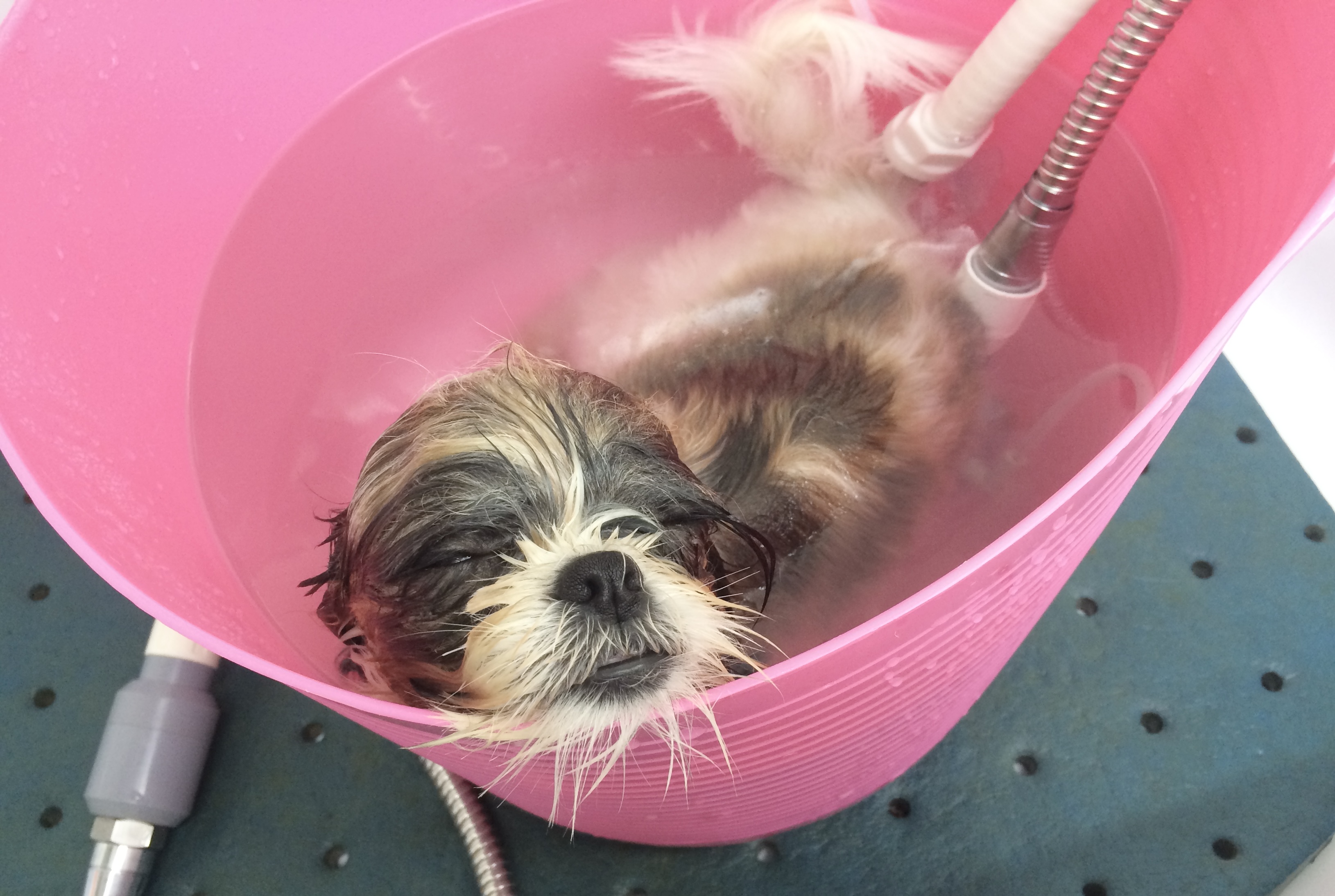 ペットショップWonBe 4