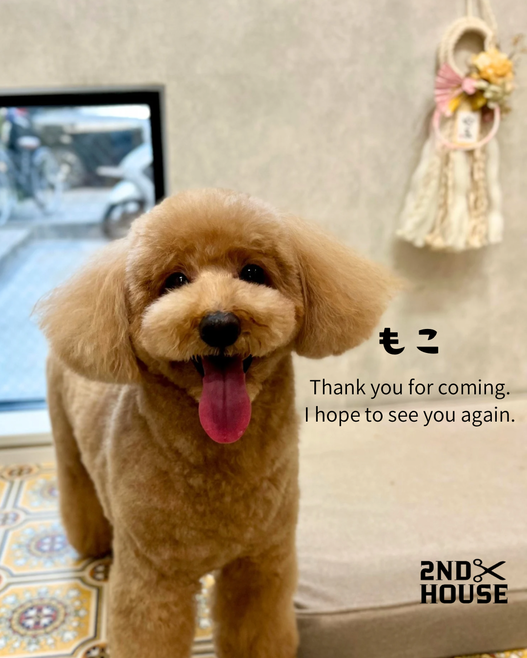 トイプードルのトリミングカット 2ND HOUSEの1枚目