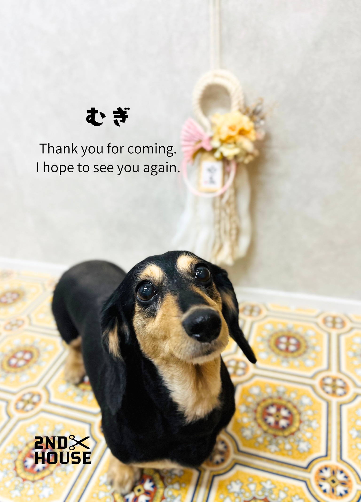 トリミングカット 2ND HOUSEの1枚目