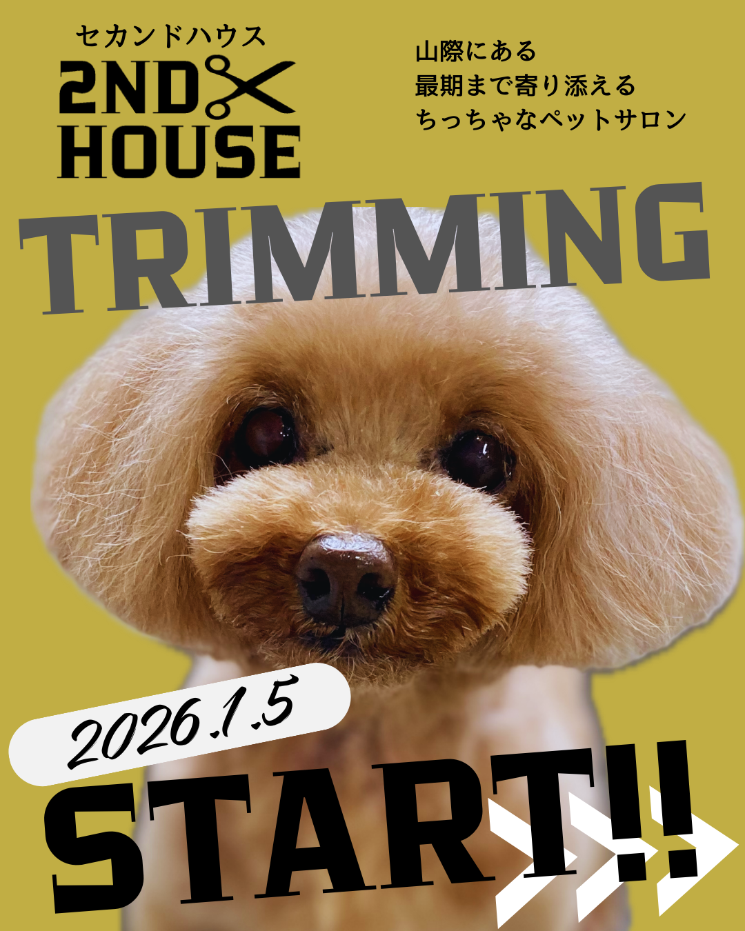お待たせいたしました!1/5トリミングオープンです!!