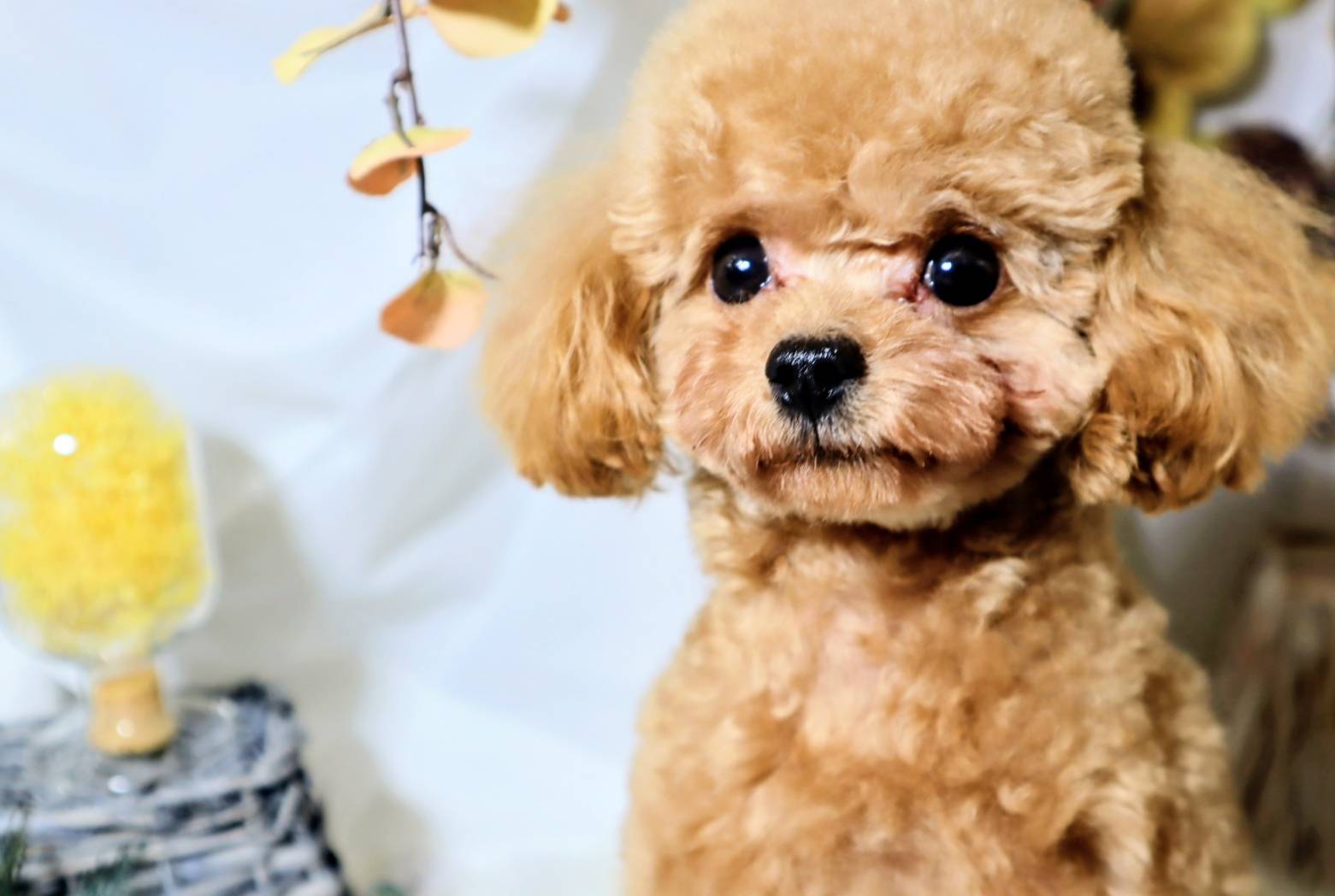 犬種を知り尽くした、やさしさと技術のトリミングサロン