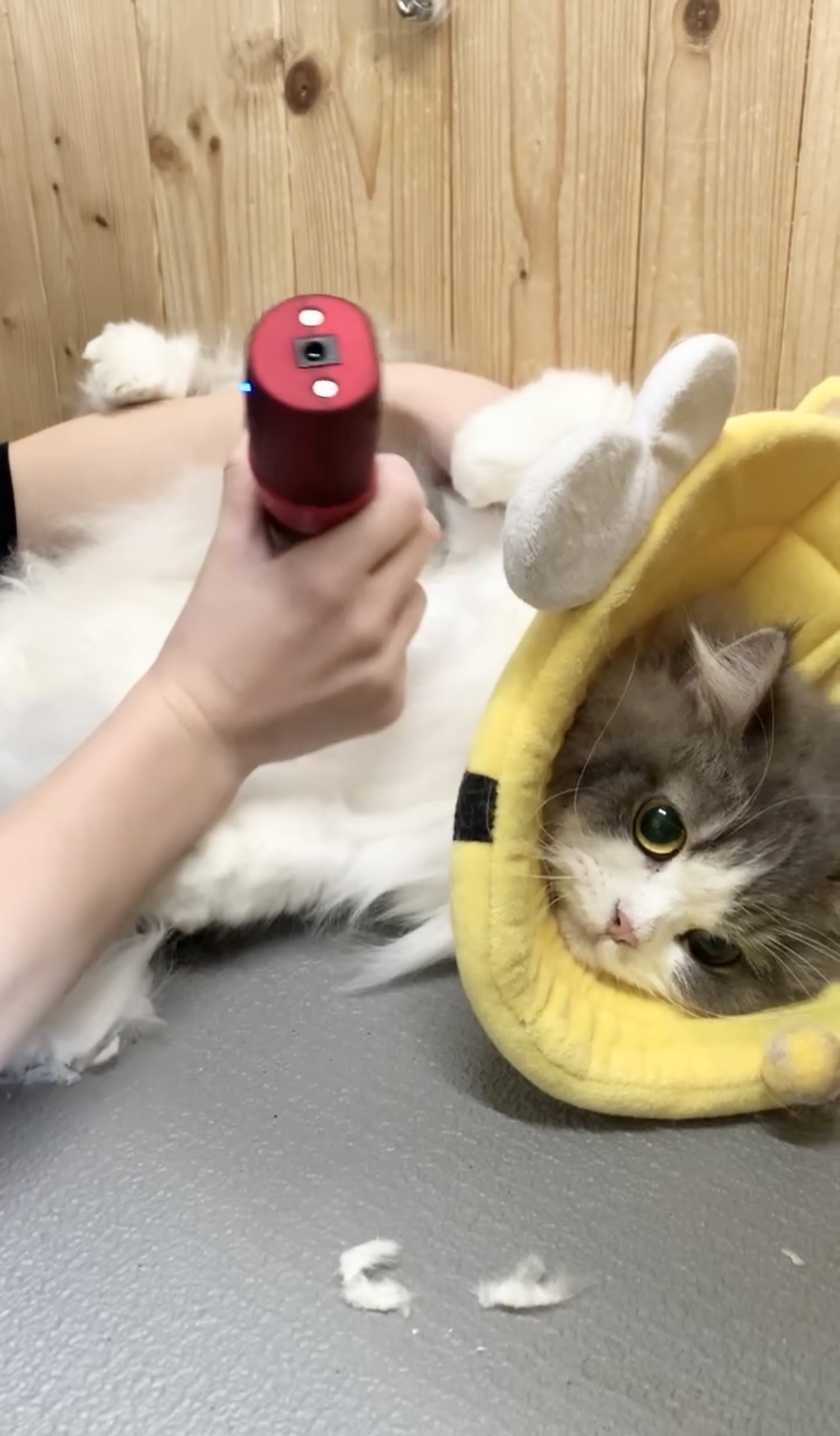 猫ちゃんファーストで施術を行います！