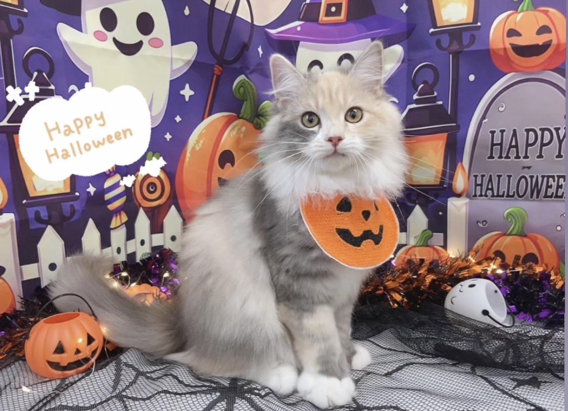 季節に合わせた写真撮影📸✨️