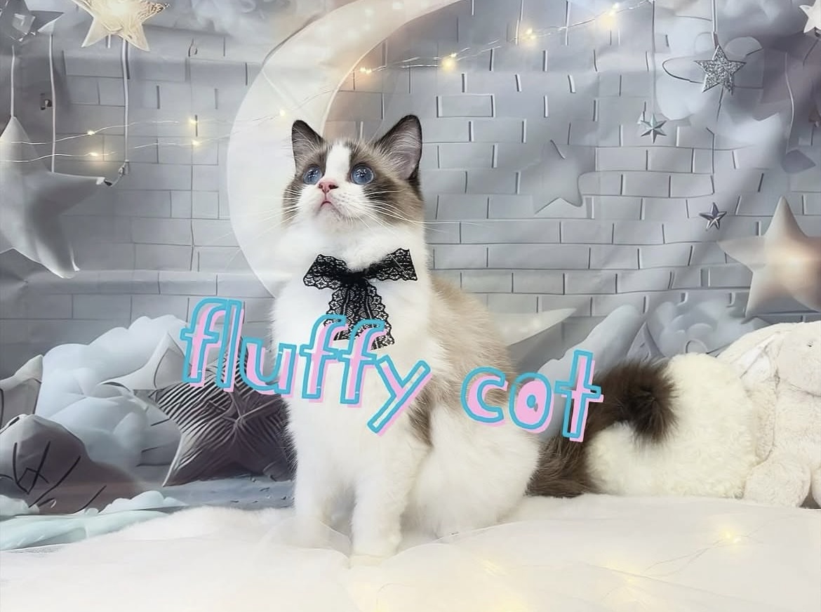 大阪府松原市のトリミングサロン fluffycotの2枚目